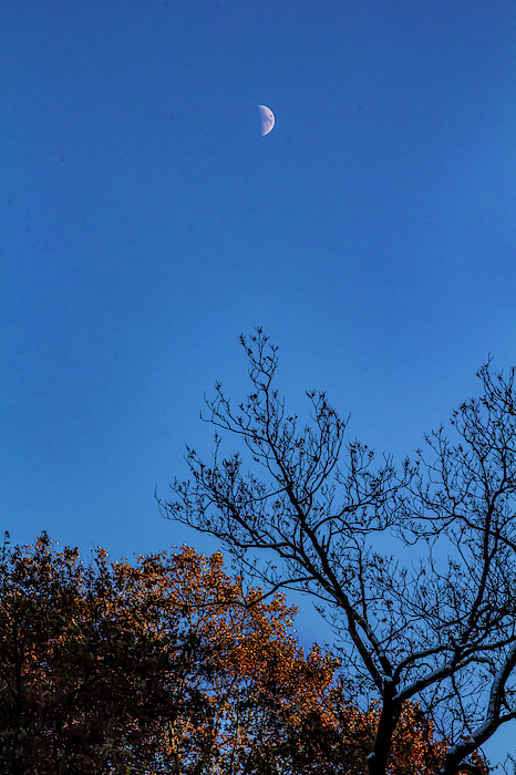 Moon and Fall Foliage by Robert Ullmann Moon and Fall Foliage by Robert Ullmann